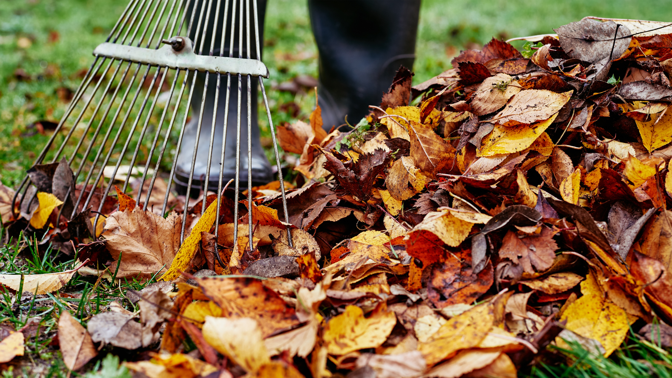 back strain during fall gardening and yard work